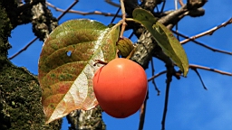 IMG_7889.JPG
