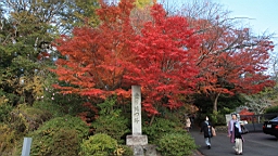 IMG_7999.JPG