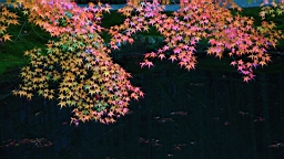 IMG_8061.JPG
