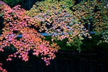 IMG_8062.JPG