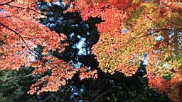 IMG_8239.JPG