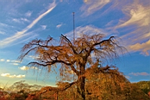 IMG_8426.JPG