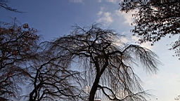 IMG_8677.JPG