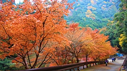 IMG_8775.JPG