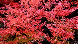 IMG_8776.JPG