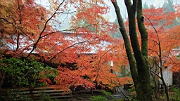 IMG_8810.JPG