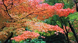 IMG_8885.JPG