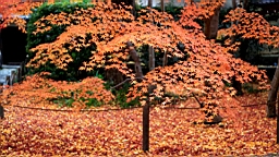 IMG_9161.JPG