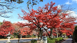 IMG_9285.JPG