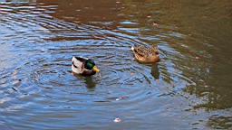 IMG_9528.JPG
