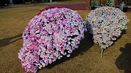 IMG_9541.JPG
