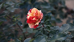 IMG_9567.JPG