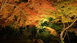 IMG_9657.jpg
