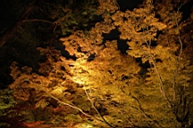 IMG_9661.jpg