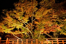 IMG_9672.jpg