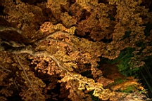 IMG_9715.jpg