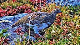 IMG_4236.JPG
