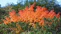 IMG_4272.JPG