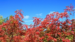 IMG_4285.JPG