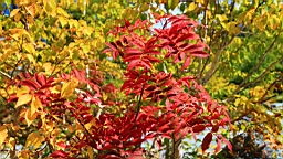 IMG_4366.JPG