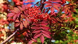 IMG_4379.JPG
