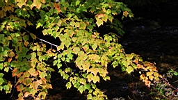 IMG_4679.jpg
