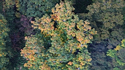 IMG_4907.jpg