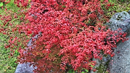 IMG_4910.jpg