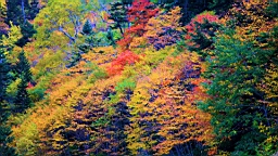 IMG_5036.jpg