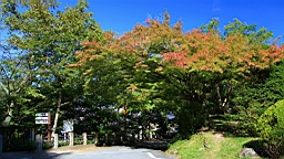 IMG_5076.jpg