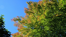 IMG_5077.jpg