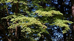 IMG_5082.jpg