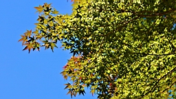IMG_5083.jpg