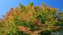 IMG_5085.jpg