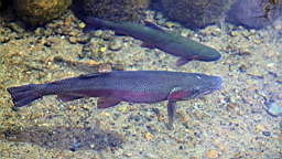 IMG_5196.jpg