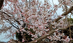2014-03-251936.JPG
