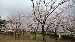 2014-03-262165.JPG