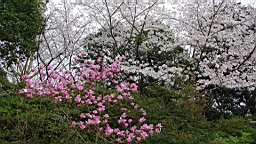2014-03-262170.JPG