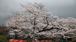 2014-03-262182.JPG