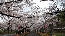 2014-03-262191.JPG