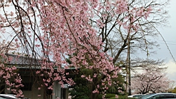 2014-03-293006.JPG