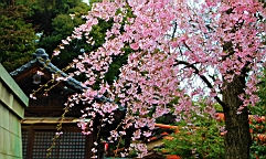 2014-03-293052.JPG