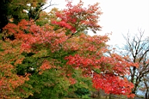 2015-11-180989.JPG