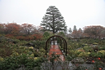 2015-11-181029.JPG