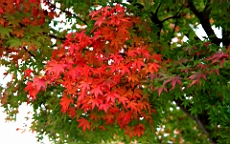 2015-11-191115.JPG