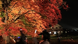 2015-11-191155.JPG