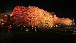 2015-11-191158.JPG