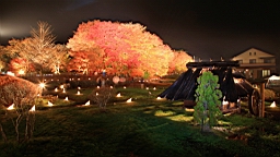 2015-11-191163.JPG
