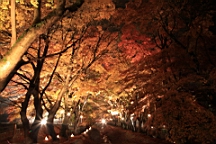 2015-11-191171.JPG