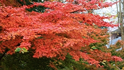 2015-11-201202.JPG